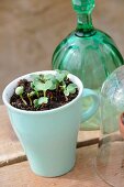 Seedlings kept moist in ceramic mug on wooden surface