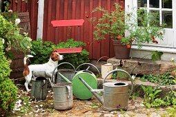 Hund zwischen alter Giesskannen vor Hauswand, Blumentopf auf Steinstufen vor Hauseingang