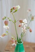 Bladder campion (Silene vulgaris) in small, green vintage vase