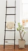 Sheepskin on ornamental ladder and potted succulent in period apartment