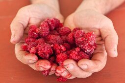 Hands holding frozen raspberries