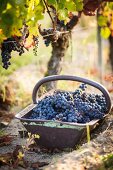 Harvested grapes in an autumnal vineyard