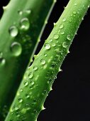 A freshly washed aloe vera shoot