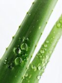 A freshly washed aloe vera shoot