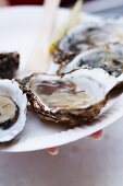 A hand holding a plate of fresh oysters