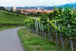 A view over Würzburg from a vineyard