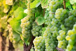 Riesling grapes on a vine
