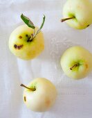 Vier Klaräpfel mit Stiel und Blatt