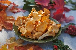Chanterelle mushrooms on a plate on a table decorated with maple leaves