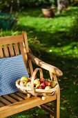 Apple harvest in basket on garden bench
