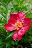 Red peony