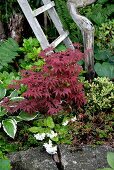 Red maple amongst green plants in garden