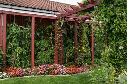Flowerbed in front of tomato plants in climber-covered veranda next to wooden pergola painted rusty red