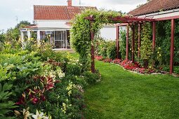 weiße und rote Lilien in sommerlichem Garten mit berankter Pergola, im Hintergrund Wohnhaus