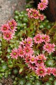 Pink-flowering Alpine plant in garden
