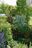 Scotch thistle (Onopordum acanthium) in densely planted area in garden