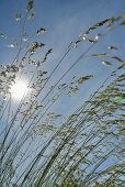 View of blue sky and sun looking up through ornamental grass
