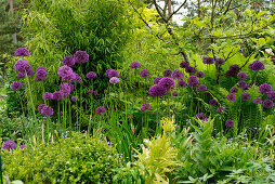 Flowering alliums amongst perennial, ferns and bamboo