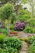 Narrow path in mature garden leading to rhododendron in background