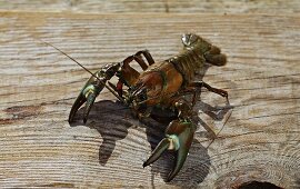Crayfish on a wooden board