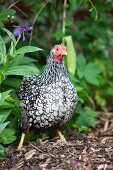Wyandotte hen with black and white feathers in garden