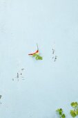A chilli pepper and coriander leaves on a white surface