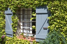 Weinberankte Fassade mit hellblauen Bretterläden an einem mit Querstangen vergitterten Fenster