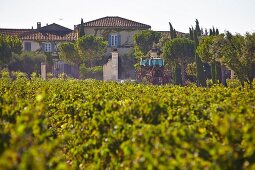 Working in the Beaucastel vineyard in the Appellation Chateauneuf-du-Pape, France