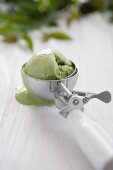 Green tea ice cream in an ice cream scoop