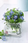 Borage in a jar of water