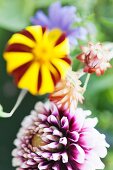 Pink weiße Dahlienblüte und andere Gartenblumen