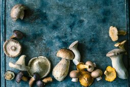 Still Life: Assorted Mushrooms