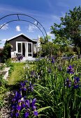 Flowering iris in garden with summer house in sunlight in background