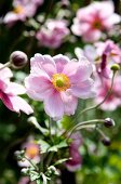 Pale pink Japanese anemone 'Königin Charlotte'