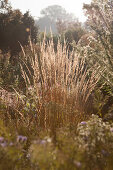 Autumnal grasses in sunshine in rural surroundings