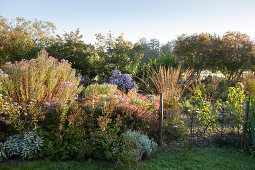 Groups of asters, grasses and shrubs on sunny autumn day in herbaceous border in rural nursery