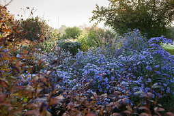 Bed of purple asters surrounded by bushes in low autumn sunlight