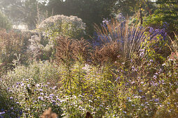 Various perennial plants in hazy autumn sunshine