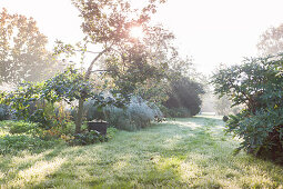 Clearing between shrubs in hazy autumnal morning sunlight