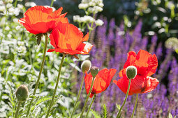 Blühender Klatschmohn in sonnigem Garten