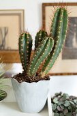 Cactus in pale grey china pot