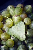 Green goosberries with a leaf in a bowl (close-up)