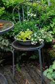 Bowl planted with bacopa and pennycress on metal chair in garden