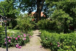 Kiesweg in sommerlichem Garten, mit blühenden Pfingstrosen