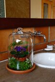 Miniature garden under glass cover on worksurface next to sink