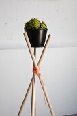DIY plant stand made from wooden canes tied with cord