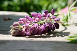 Purple lupin on wooden table in garden