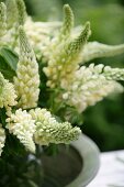 Bouquet of white lupins (close-up)