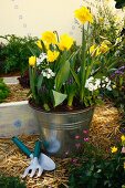 Planted arrangement of narcissus, tulips, hyacinths & primulas
