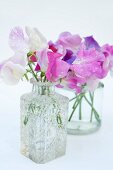 Purple and white sweet peas (Lathyrus odoratus) in glass vases